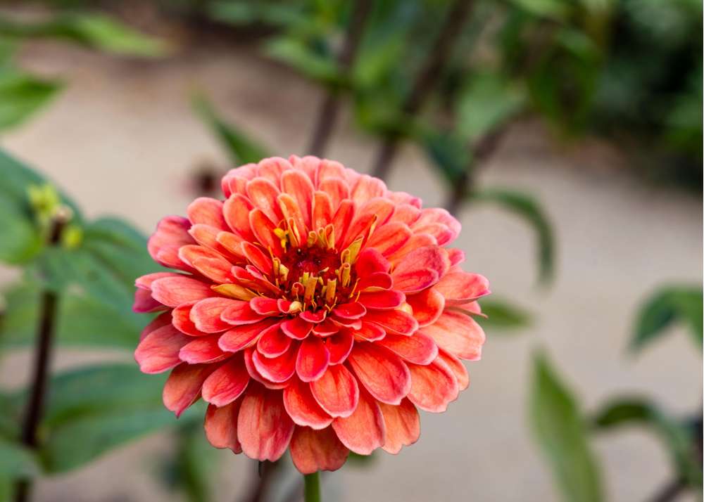 Zinnia 'Salmon Queen' (frö)